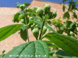 Celinda - Philadelphus coronarius. Navas de San Juan