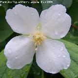 Celinda - Philadelphus coronarius. Navas de San Juan