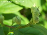 Celinda - Philadelphus coronarius. Navas de San Juan