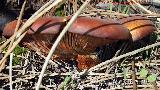 Seta del olivo - Omphalotus olearius. El Vaquerizo - Castellar