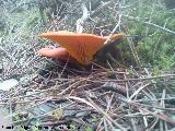 Seta del olivo - Omphalotus olearius. El Vaquerizo - Castellar