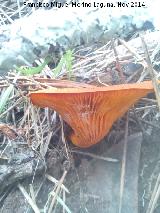 Seta del olivo - Omphalotus olearius. El Vaquerizo - Castellar