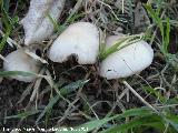 Champion silvestre - Agaricus campestris. Jan