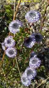 Coronilla de Fraile - Globularia alypum. Cerro Los Morteros - Jan