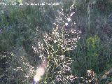 Grama de monte - Deschampsia cespitosa. Navas de San Juan