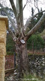 Pltano de Sombra del Balneario. 