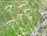 Perpetuas del bosque - Helichrysum stoechas. Segura