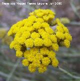 Perpetuas del bosque - Helichrysum stoechas. Los Caones - Jan