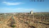 Vino de Cariena. Viedos