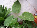 Oreja de elefante - Alocasia macrorrhiza. Navas de San Juan