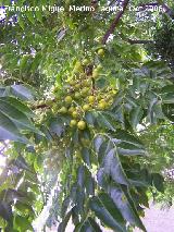 Aligustre arboreo - Ligustrum lucidum. La Estrella - Navas de San Juan