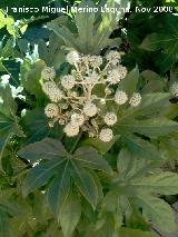 Aralia - Fatsia japonica. Jan