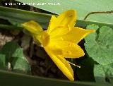 Azafrn dorado - Sternbergia lutea. Navas de San Juan