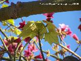 Brachichito rosa - Brachychiton discolor. Benalmdena