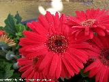 Gerbera - Gerbera jamesonii. Los Villares