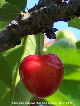 Cerezo - Prumus avium. Cereza. La Charilla - Alcal la Real