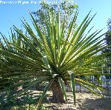 Maguey de Shelj - Furcraea selloa. Benalmdena