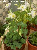 Aguilea caeruela - Aquilegia caerulea. Navas de San Juan