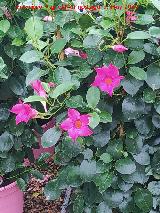Mandevilla - Dipladenia sanderi. Ja�n
