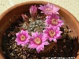 Cactus Biznaguita - Mammillaria glochidiata. Los Villares