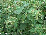 Bardana - Arctium lappa. Prado Maguillo (Santiago Pontones)