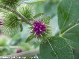 Bardana - Arctium lappa. Prado Maguillo (Santiago Pontones)