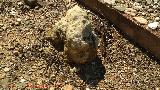 Dolmen de Soto. Anillo Peristltico. Calarenita