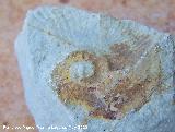 Ammonites Emericeras - Emericeras sp.. Los Villares