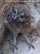 Pjaro Mochuelo - Athene noctua. Pollo. Castillo de Sabiote