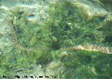 Culebra viperina - Natrix maura. Nacimiento del Ro San Juan - Castillo de Locubn