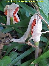 Aro - Arum italicum. Cortijo de Perovela - Rus