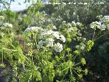 Cicuta - Conium maculatum. Navas de San Juan