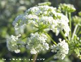 Cicuta - Conium maculatum. Navas de San Juan