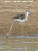 Pjaro Archibebe claro - Tringa nebularia. Laguna Dulce - Campillos