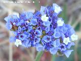 Siempreviva Azul - Limonium sinuatum. Las Aguilillas - Campillos