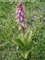 Orqudea gigante - Barlia robertiana. Encina Hermosa - Castillo de Locubn