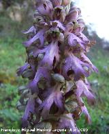 Orqudea gigante - Barlia robertiana. Jan