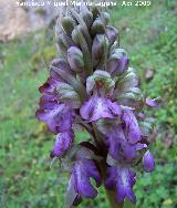 Orqudea gigante - Barlia robertiana. Jan