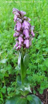 Orqu�dea gigante - Barlia robertiana. Cuatro Picos - Ja�n