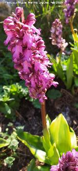 Orqu�dea gigante - Barlia robertiana. Pe�as de Castro - Ja�n