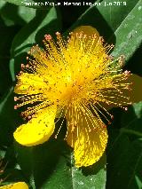 Barba de Aarn - Hypericum calycinum. Flor. Carmen de los Mrtires - Granada