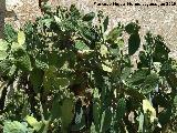 Cactus Chumbera - Opuntia ficus-indica. Cortijo de los Yesares - Jan