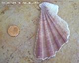 Almeja Mano de gato - Manupecten pesfelis. Cdiz