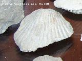 Bivalvo Pseudopecten aequivalvis - Pseudopecten aequivalvis. Jodar