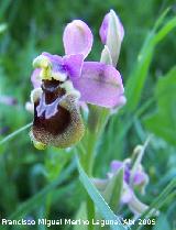 Orqudea avispa - Ophrys tenthredinifera. Los Villares