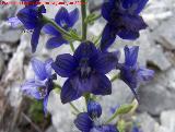 Albarraz - Delphinium staphisagria. Cerro La Veleta - Jan