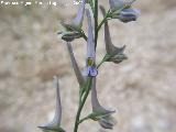 Espuela de caballero grcil - Delphinium gracile. Los Caones - Jan