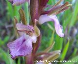 Orqudea colina - Orchis collina. Los Villares