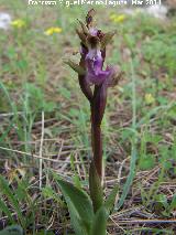 Orqudea colina - Orchis collina. Cerro de la Harina - Alcaudete