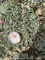 Manzanilla de la Sierra - Convolvulus boissieri. Caballo Torraso - Villanueva del Arzobispo